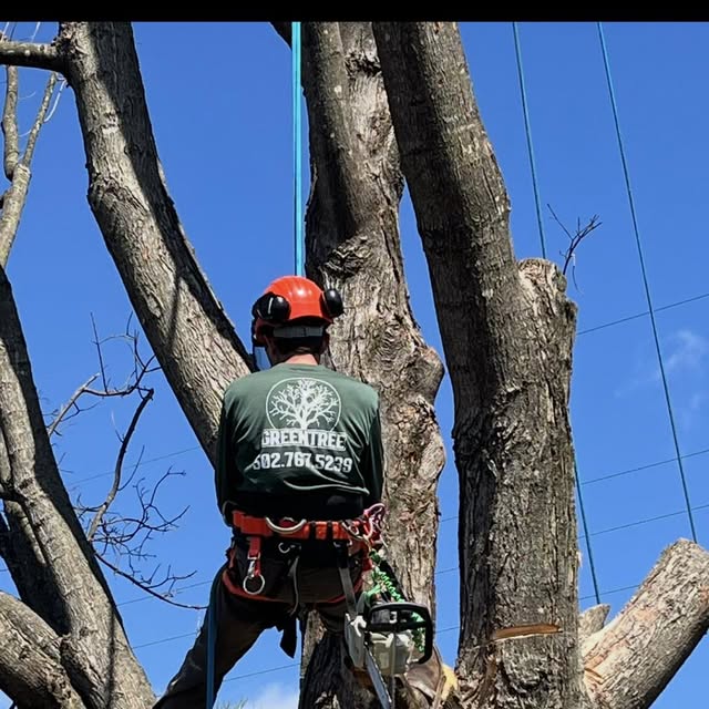 A Green Tree climber in a GREENTREE crew shirt roped into a big tree