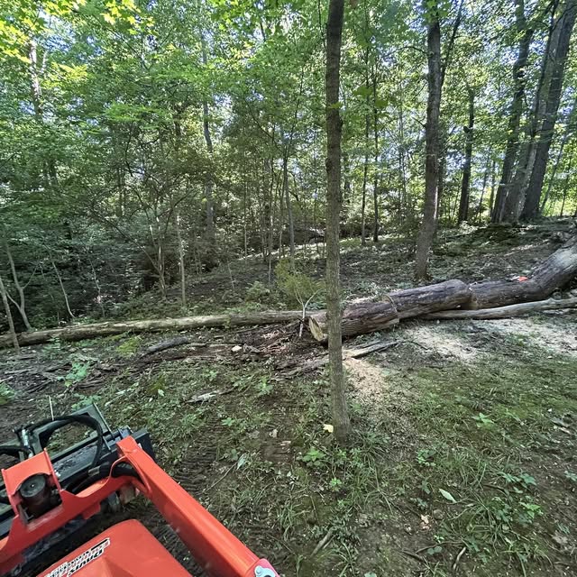A tractor clearing felled trees in a wooded lot
