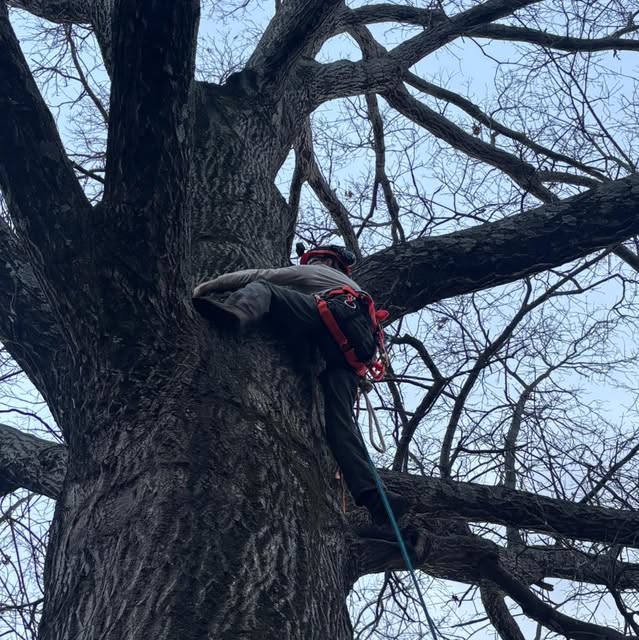 A Green Tree climber roped in on a large tree trunk